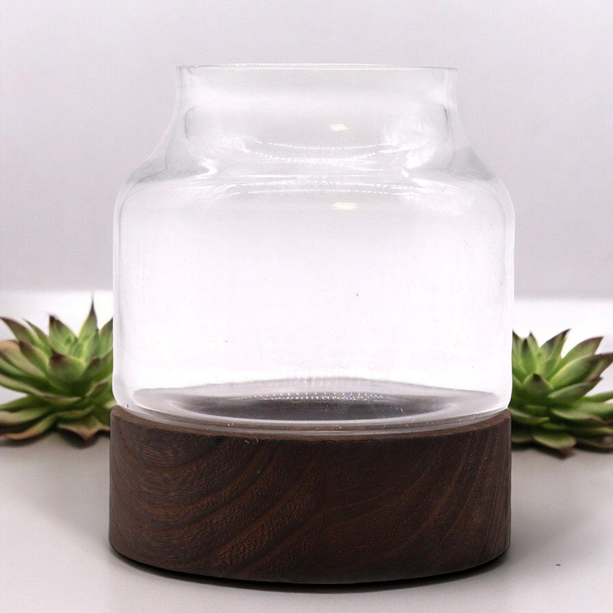 Small Shaped Terarium on Dark Tung Wood - 12x13cm
